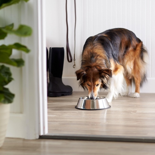 Stainless Steel Dog Bowl, Single